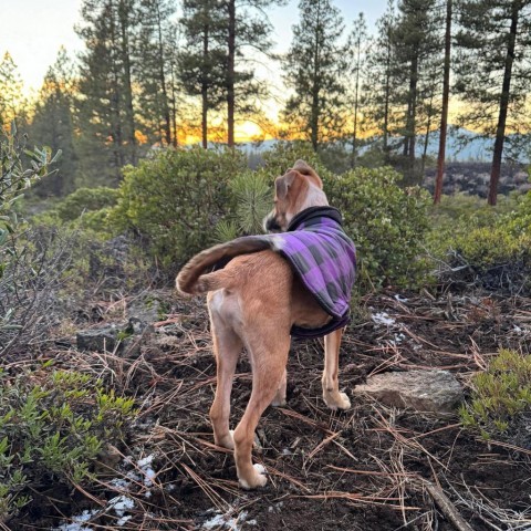 Luis, an adoptable Mixed Breed in Bend, OR, 97702 | Photo Image 2
