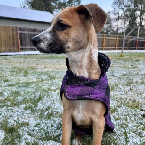 Luis, an adoptable Mixed Breed in Bend, OR, 97702 | Photo Image 4