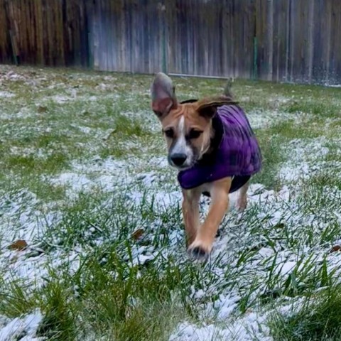 Luis, an adoptable Mixed Breed in Bend, OR, 97702 | Photo Image 5