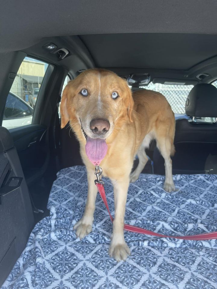 Dog for adoption - Lucky (male), a Labrador Retriever & Golden