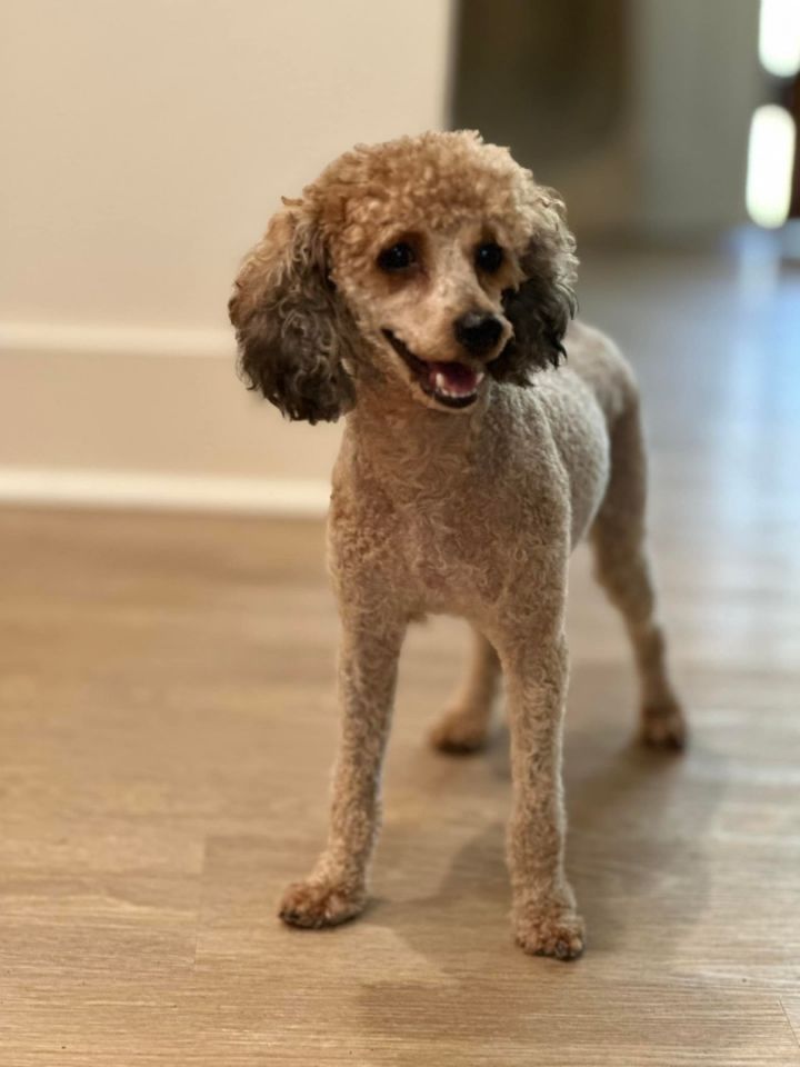 Petfinder poodle discount