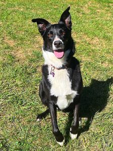 Border collie mix short hot sale hair