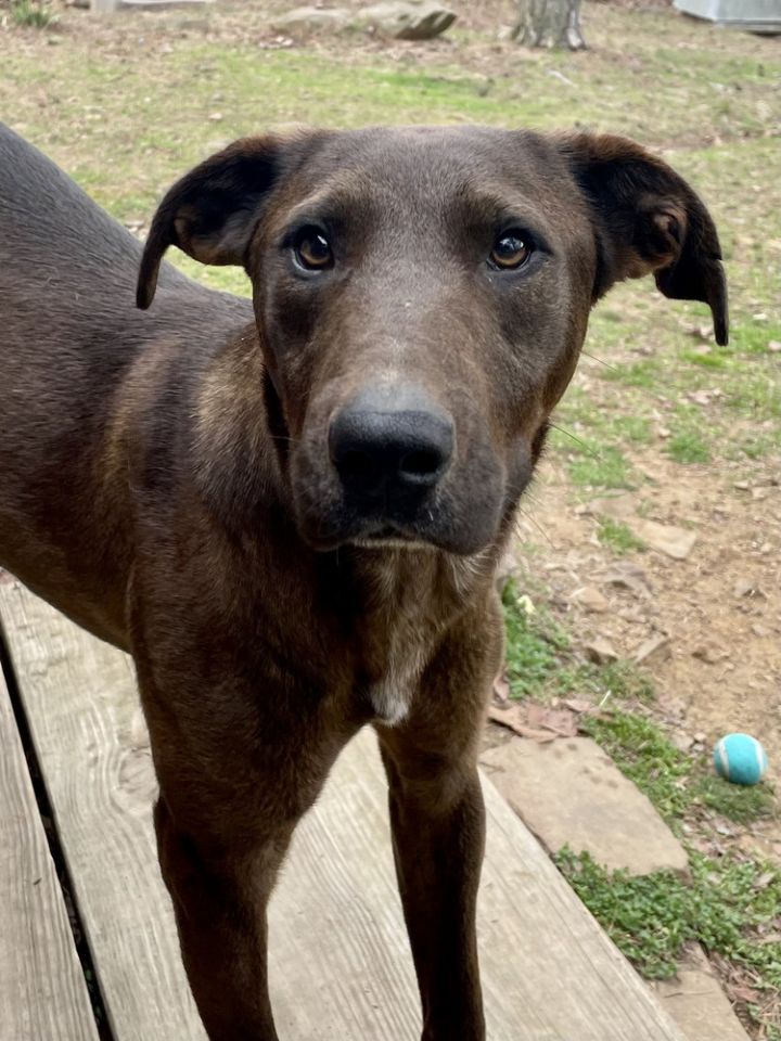 Kander, an adoptable Mixed Breed in Dover, AR_image-1