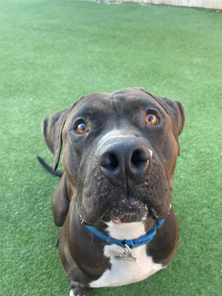 Oreo, an adoptable Pit Bull Terrier in Coralville, IA, 52241 | Photo Image 4