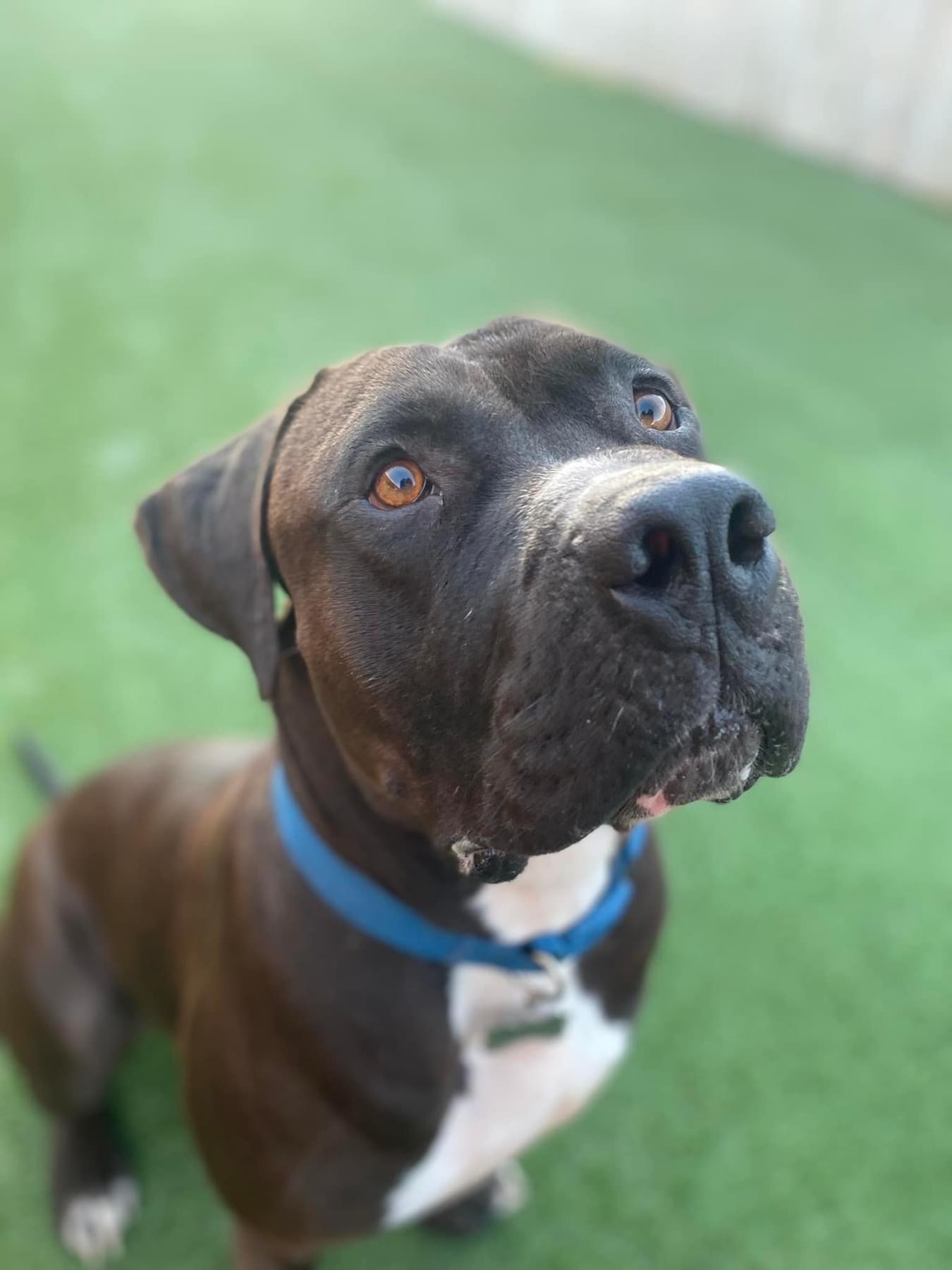 Oreo, an adoptable Pit Bull Terrier in Coralville, IA, 52241 | Photo Image 5