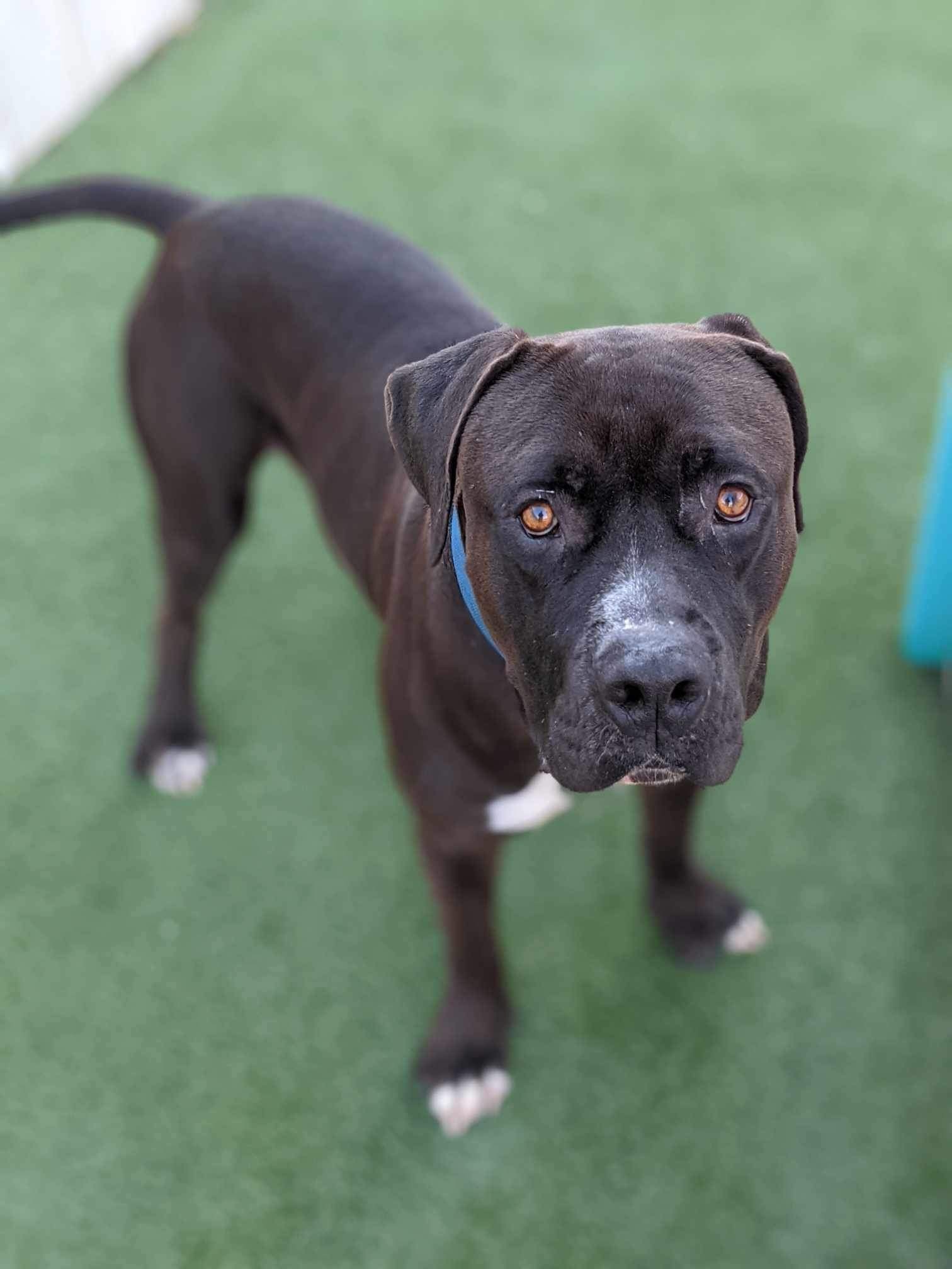 Oreo, an adoptable Pit Bull Terrier in Coralville, IA, 52241 | Photo Image 6