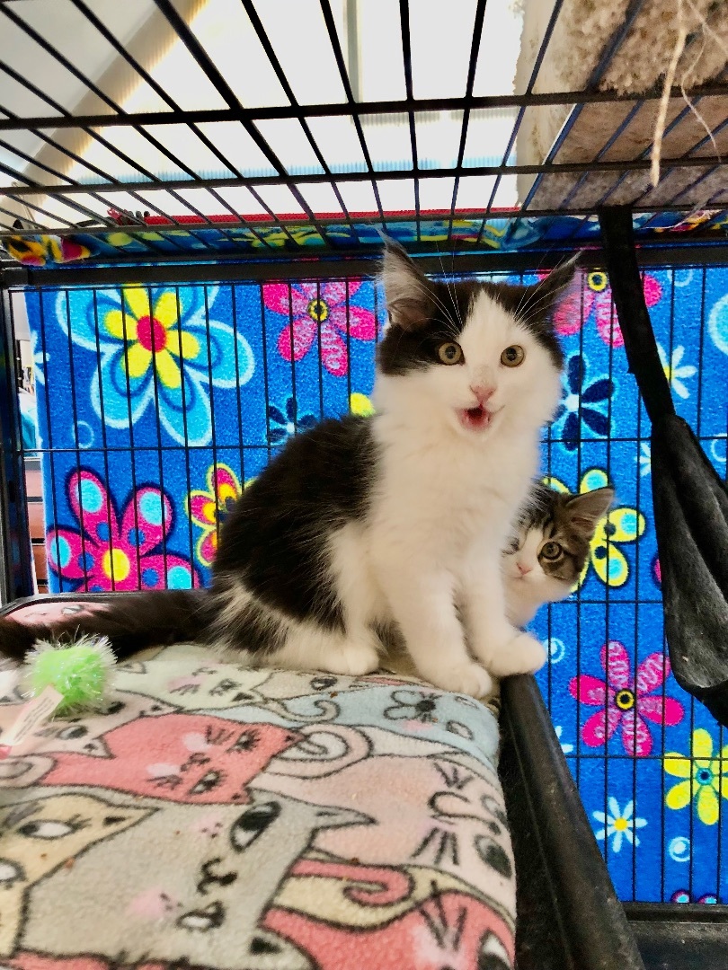 Cat for adoption KenPet Valu Mavis, a Domestic Medium Hair in