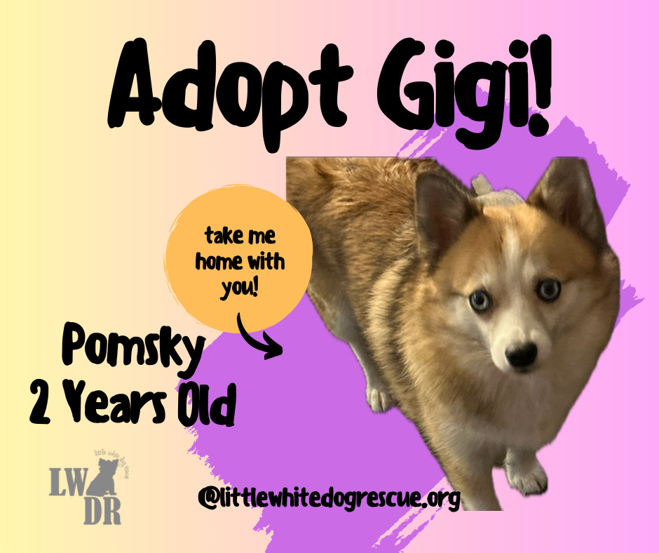 Pomsky--Gigi, an adoptable Pomeranian, Husky in Omaha, NE, 68137 | Photo Image 1