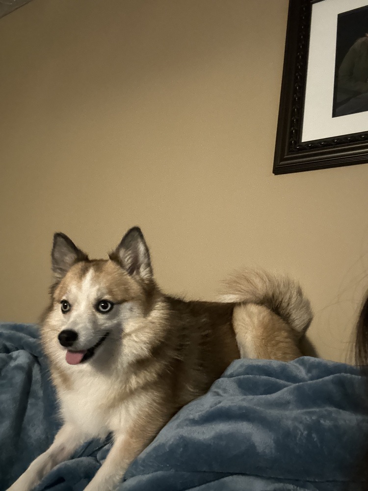 Pomsky--Gigi, an adoptable Pomeranian, Husky in Omaha, NE, 68137 | Photo Image 2