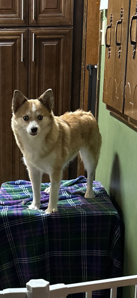 Pomsky--Gigi, an adoptable Pomeranian, Husky in Omaha, NE, 68137 | Photo Image 5
