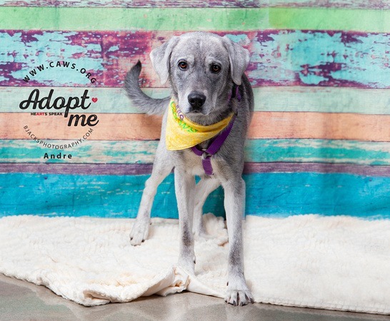 Andre, an adoptable Great Pyrenees, Husky in Salt Lake City, UT, 84117 | Photo Image 1