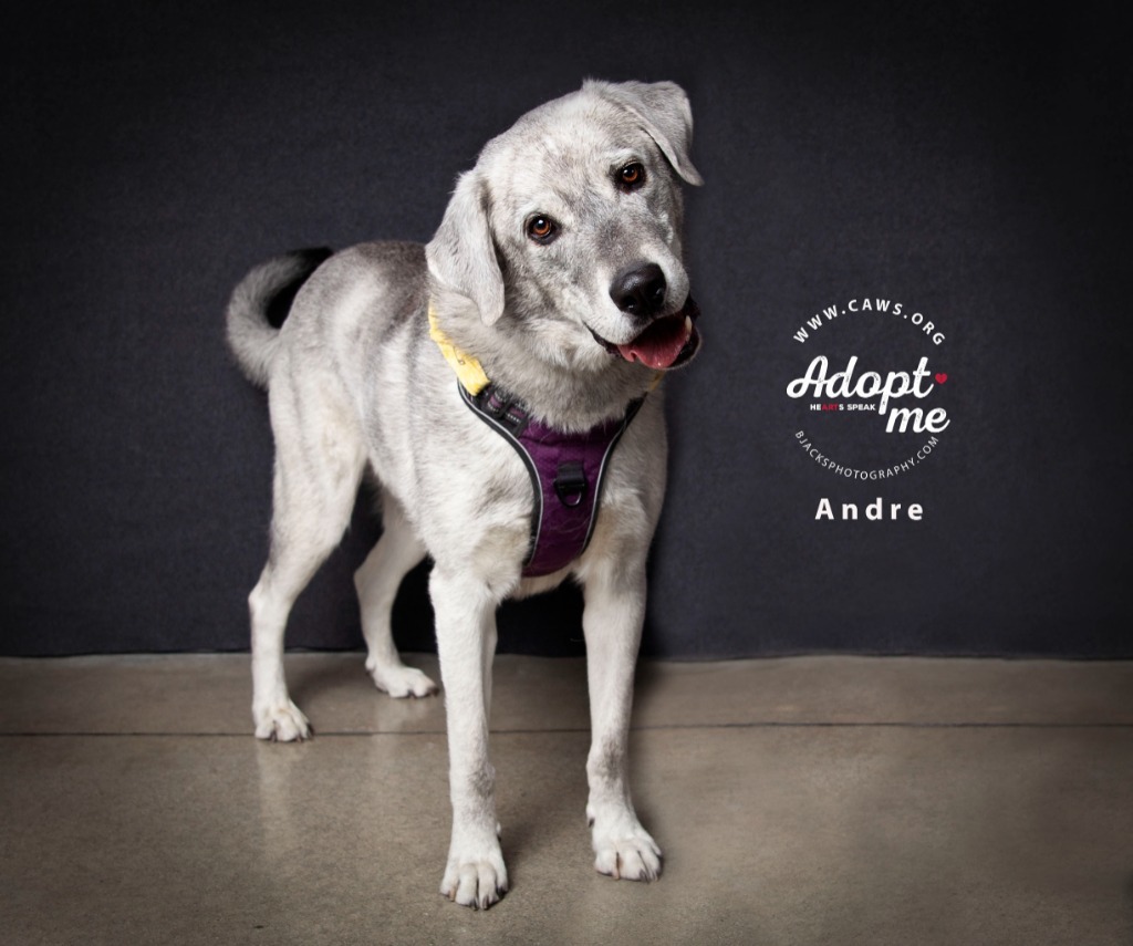 Andre, an adoptable Great Pyrenees, Husky in Salt Lake City, UT, 84117 | Photo Image 1