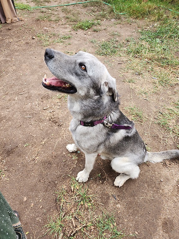 Andre, an adoptable Great Pyrenees, Husky in Salt Lake City, UT, 84117 | Photo Image 2