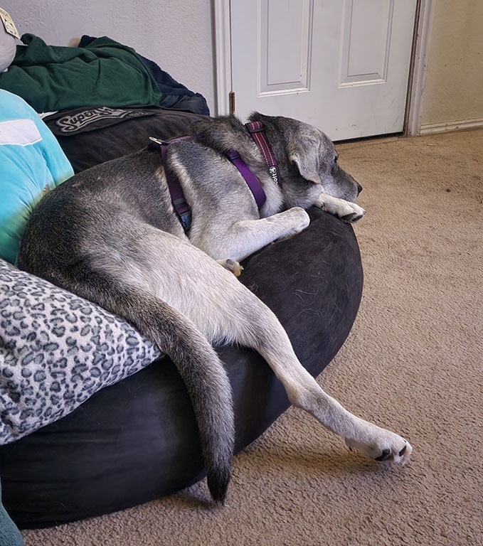 Andre, an adoptable Great Pyrenees, Husky in Salt Lake City, UT, 84117 | Photo Image 3