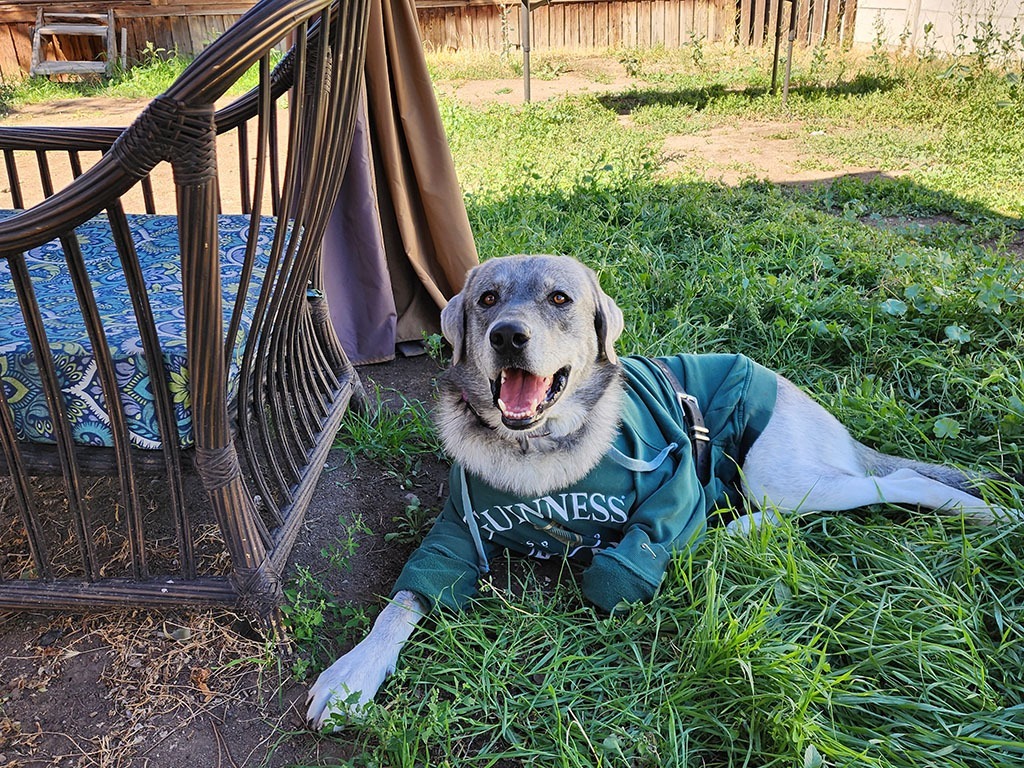 Andre, an adoptable Great Pyrenees, Husky in Salt Lake City, UT, 84117 | Photo Image 4