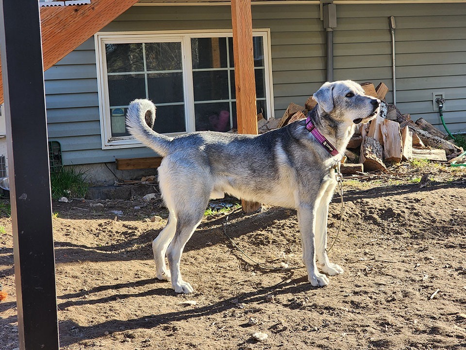 Andre, an adoptable Great Pyrenees, Husky in Salt Lake City, UT, 84117 | Photo Image 5