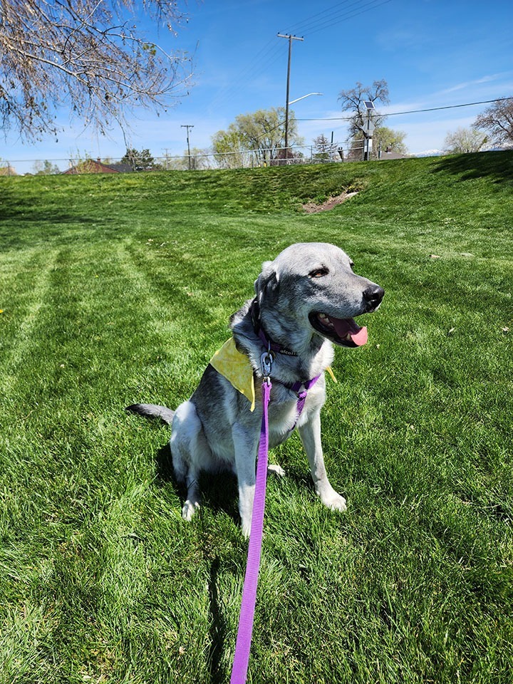 Andre, an adoptable Great Pyrenees, Husky in Salt Lake City, UT, 84117 | Photo Image 6