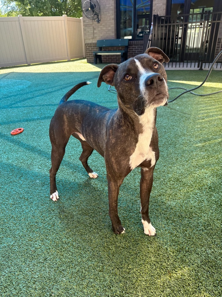 Fitz, an adoptable Labrador Retriever, Boxer in Waxhaw, NC, 28173 | Photo Image 1