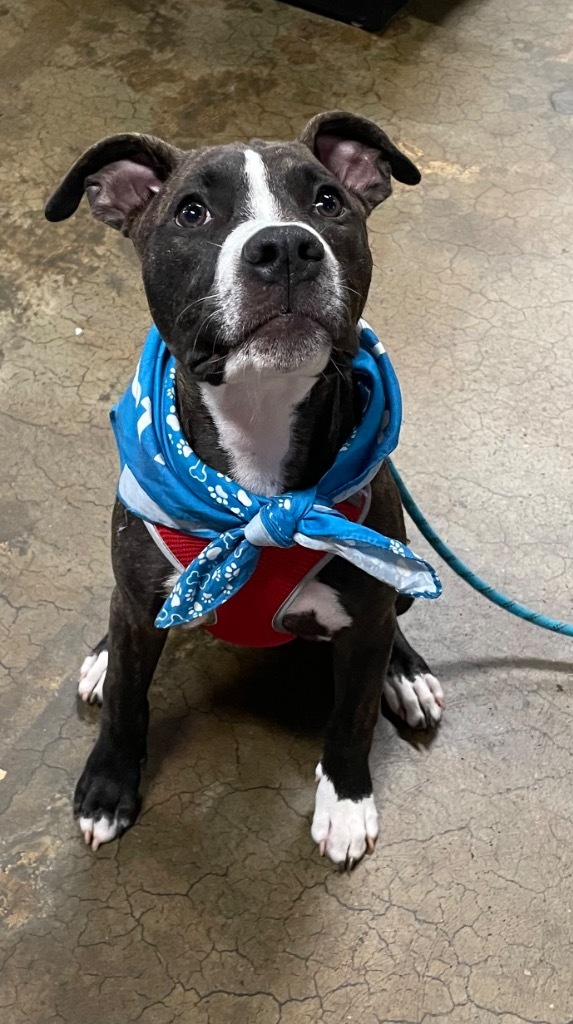 Fitz, an adoptable Labrador Retriever, Boxer in Waxhaw, NC, 28173 | Photo Image 2