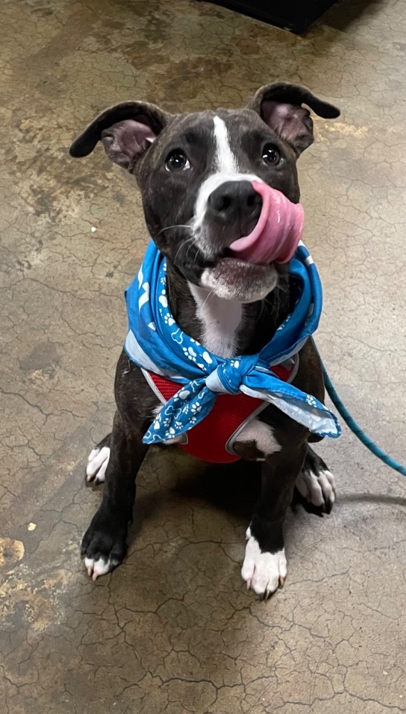 Fitz, an adoptable Labrador Retriever, Boxer in Waxhaw, NC, 28173 | Photo Image 3