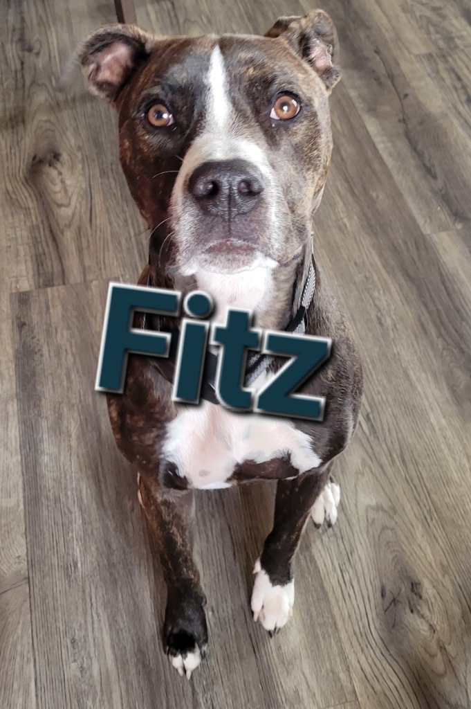 Fitz