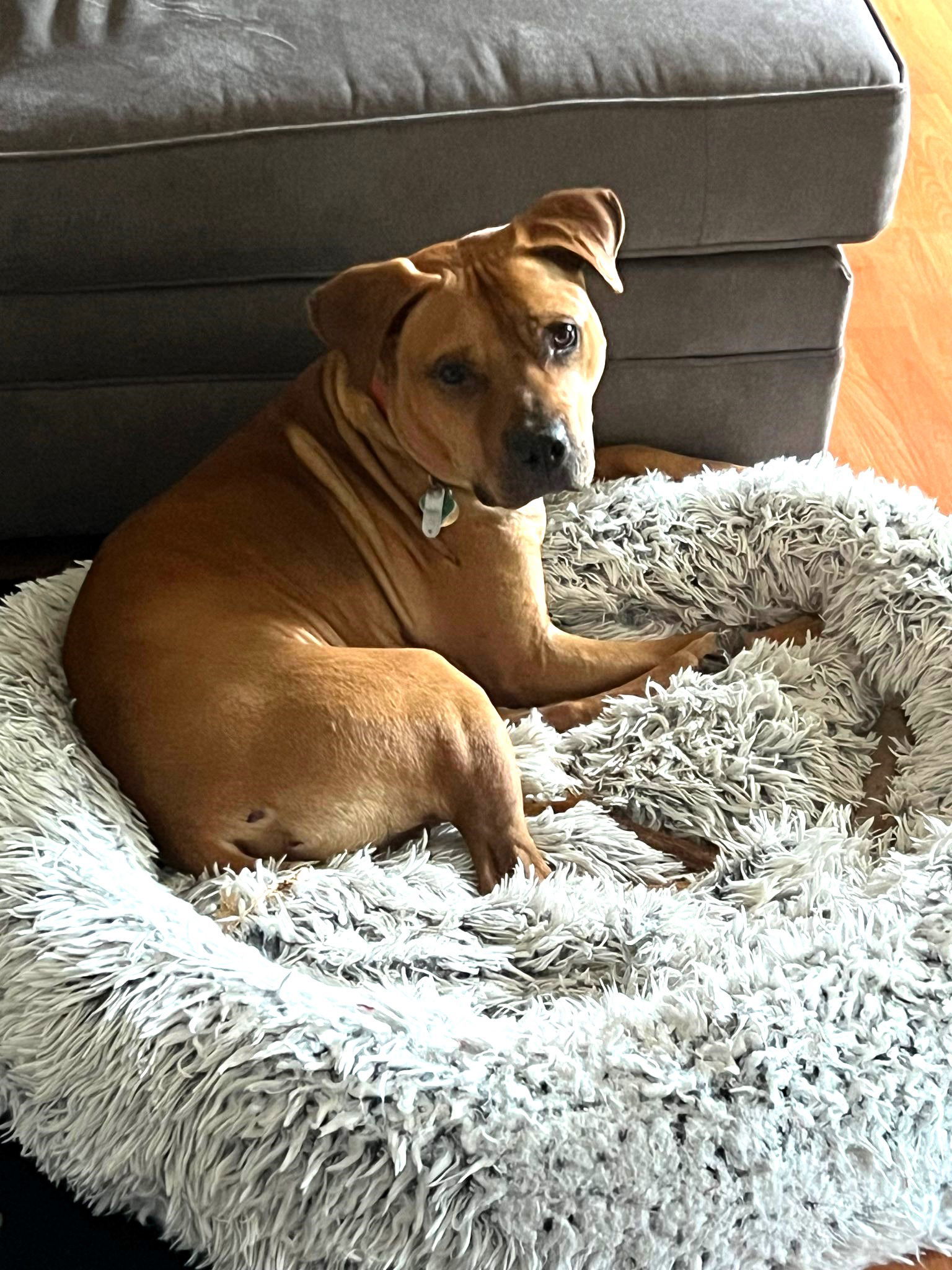 Marley, an adoptable Mixed Breed in Shelburne, VT, 05482 | Photo Image 1