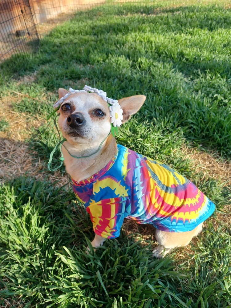 Risa, an adoptable Chihuahua, Corgi in Mustang, OK, 73064 | Photo Image 1