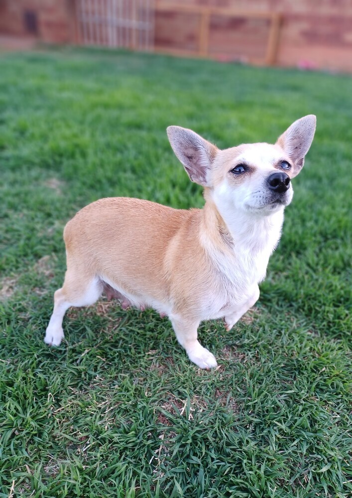 Risa, an adoptable Chihuahua, Corgi in Mustang, OK, 73064 | Photo Image 3