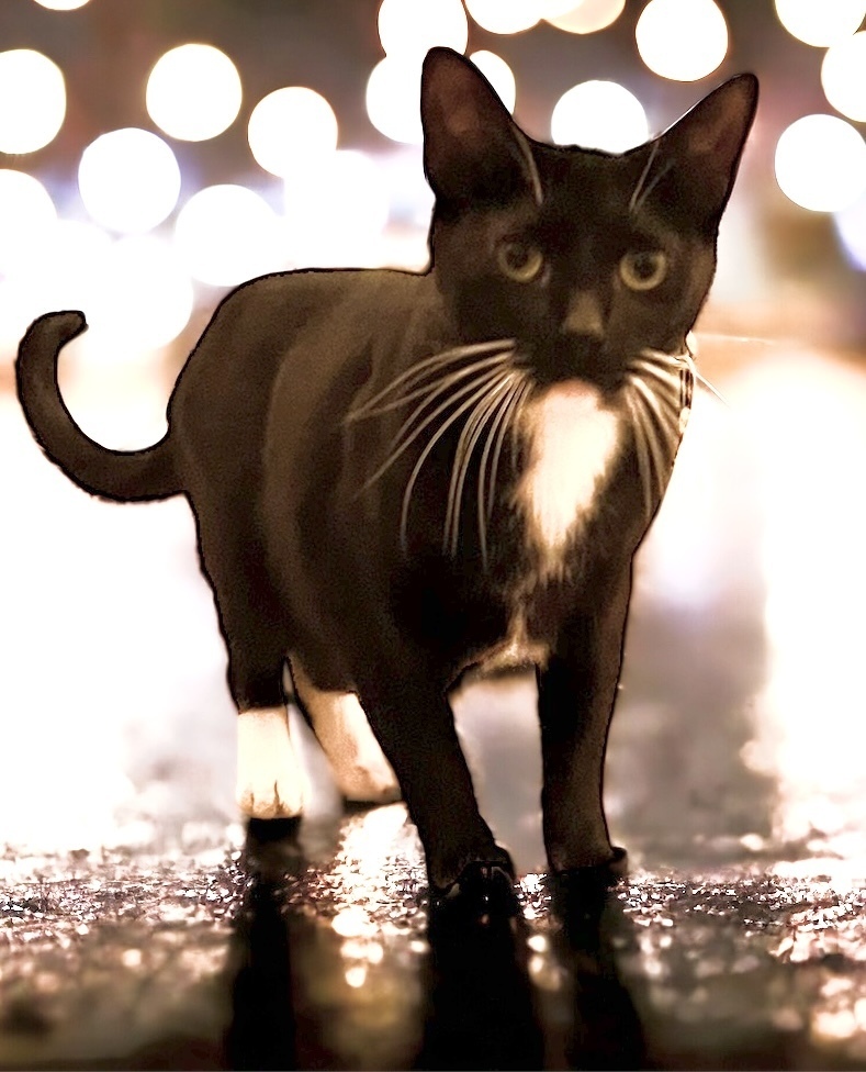 Workshop or Barn cat Tux, an adoptable Domestic Short Hair in Mustang, OK, 73064 | Photo Image 2