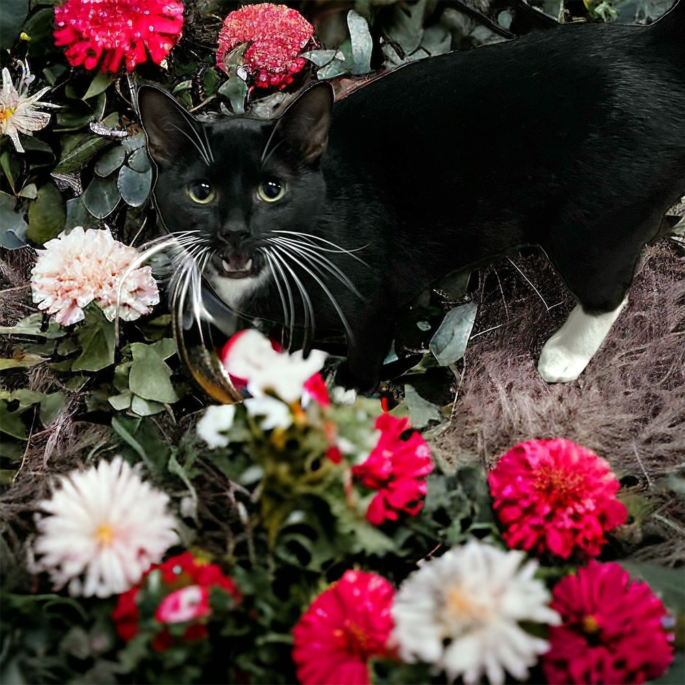 Workshop or Barn cat Tux, an adoptable Domestic Short Hair in Mustang, OK, 73064 | Photo Image 3