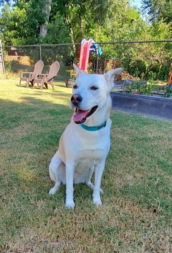 Dog for adoption Sadie (Maggie), a Husky Mix in Mustang, OK Petfinder