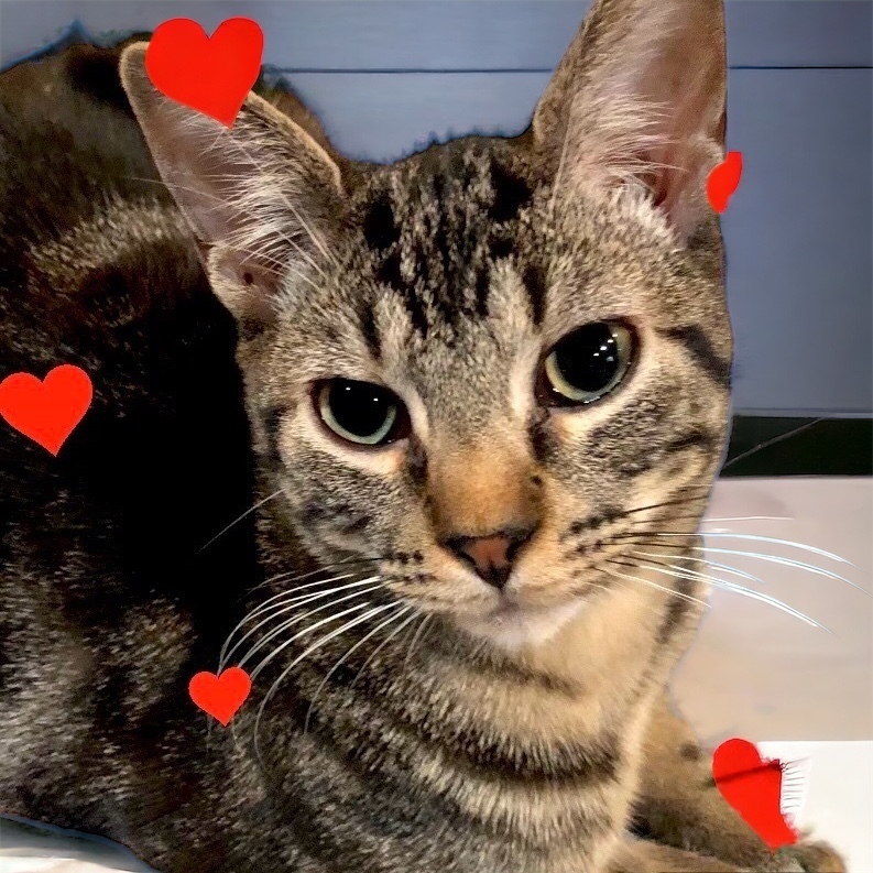 Bluey, an adoptable Domestic Short Hair in Mustang, OK, 73064 | Photo Image 2