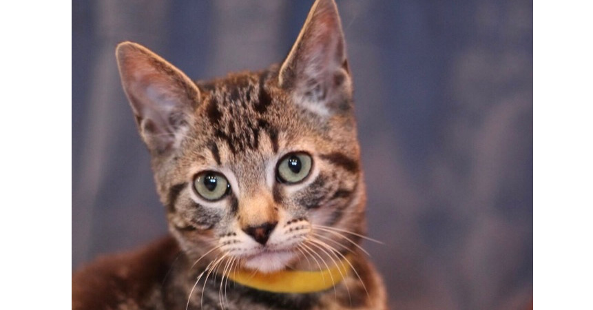 Bluey, an adoptable Domestic Short Hair in Mustang, OK, 73064 | Photo Image 3