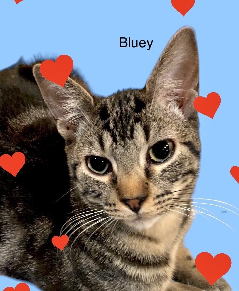 Bluey, an adoptable Domestic Short Hair in Mustang, OK, 73064 | Photo Image 4
