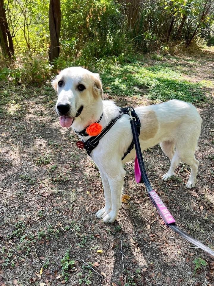 23-116 Kylie, an adoptable Great Pyrenees Mix in Richardson, TX_image-4