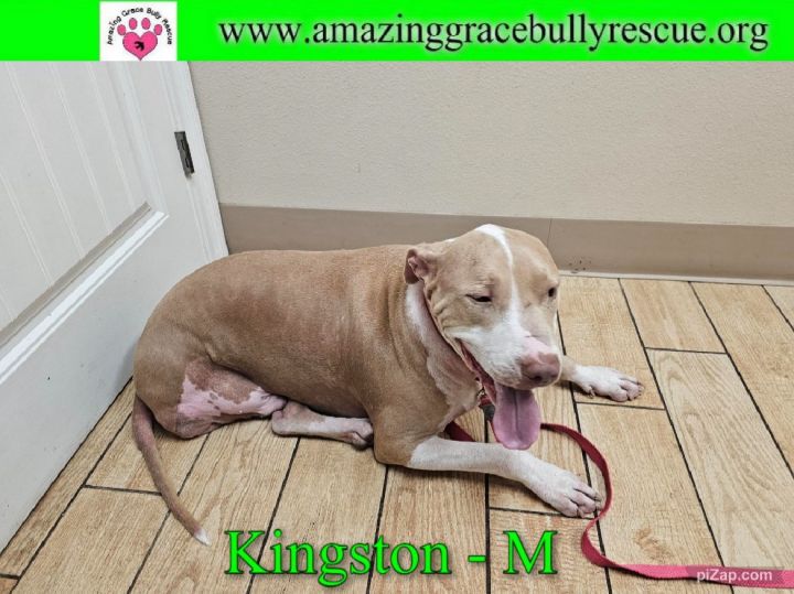 Kingston, an adoptable American Staffordshire Terrier Mix in Pensacola, FL_image-3