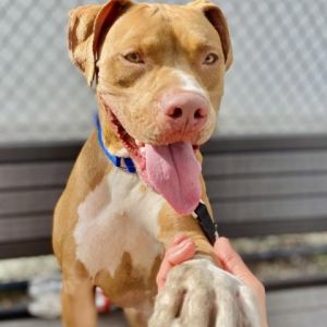 Dog for adoption - Hank, a Mixed Breed in Sarasota, FL