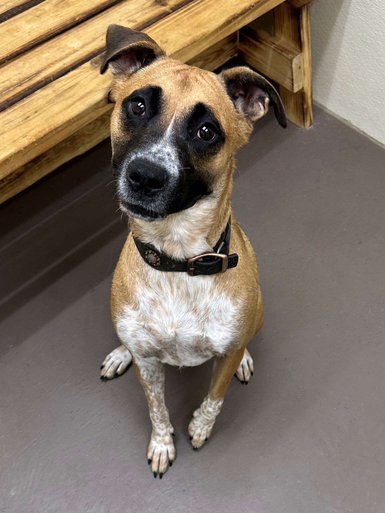 Dog for adoption Julia, a Boxer Mix in Midlothian, TX Petfinder