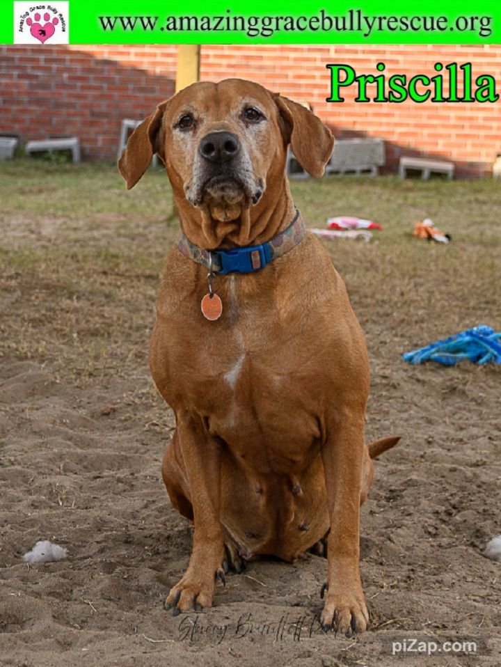 Priscilla, an adoptable Mastiff & Hound Mix in Pensacola, FL_image-1
