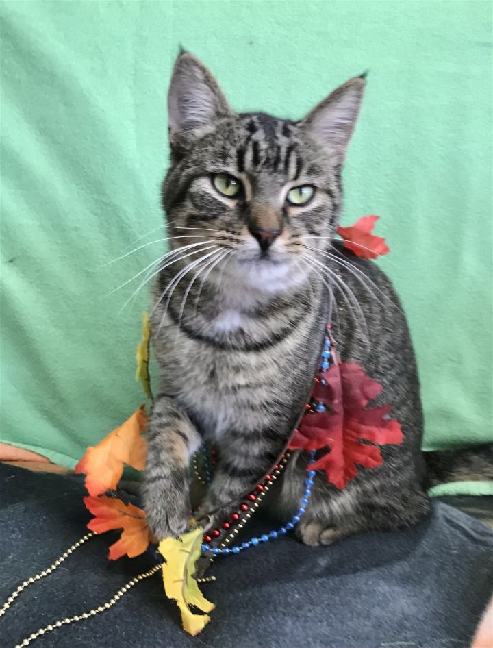 Wookie, an adoptable Tabby & Domestic Short Hair Mix in Dublin, OH_image-2