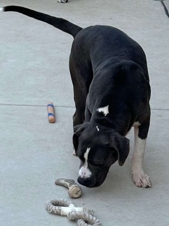 Buford, an adoptable Pit Bull Terrier in Columbus, MS_image-2