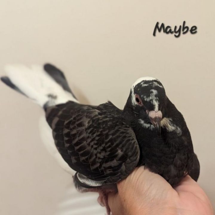 Maybe, an adoptable Pigeon in Chicago, IL_image-1