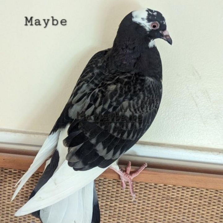 Maybe, an adoptable Pigeon in Chicago, IL_image-4