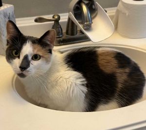 DOB 8-14-20 Cookie is a gorgeous Calico with really unique markings and gorgeous green eyes She is