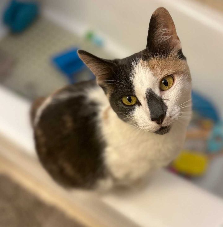 Cookie, an adoptable Dilute Calico & Domestic Short Hair Mix in Los Angeles, CA_image-2