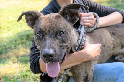 Chocolate catahoula leopard store dog