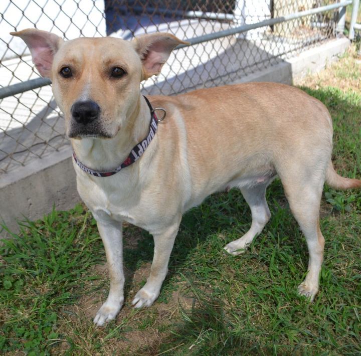 Dog for adoption Atlantis a Shepherd Labrador Retriever Mix