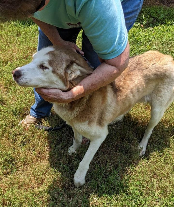 Buttercup, an adoptable Husky in Mount Airy, NC_image-5