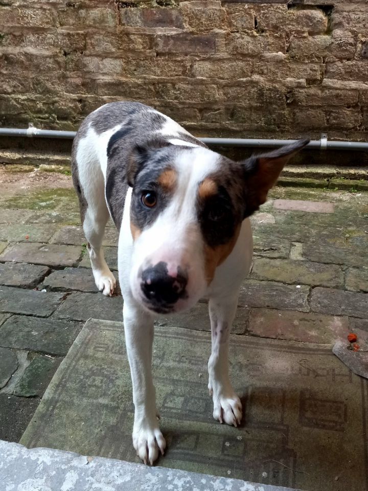 Catahoula bull cheap terrier mix