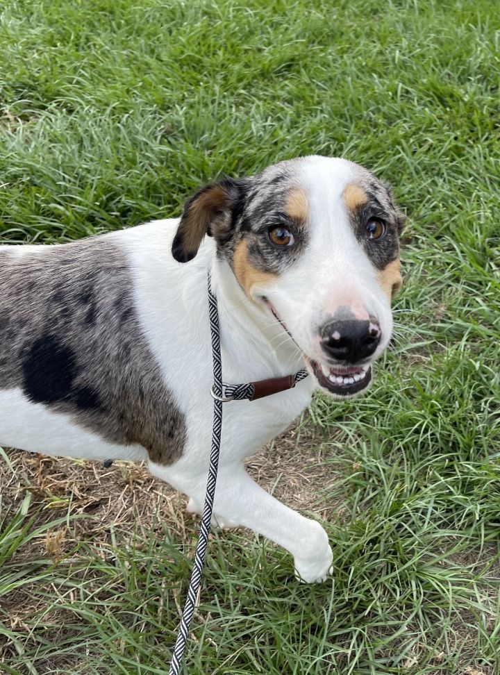 Catahoula best sale bull terrier